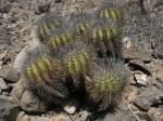: - Copiapoa echinoides