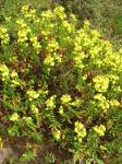 :-Calceolaria morisii