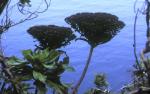 : - Centaurodendron dracaenoides