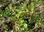 : - Dioscorea gracilis