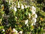 : - Gaultheria mucronata var. mucronata