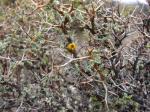 : - Adesmia spinosissima