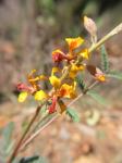 : - Hoffmannseggia glauca