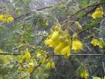 : - Sophora fernandeziana
