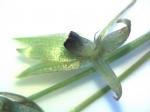 : - Miersia tenuiseta