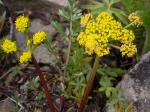 : - Lomatium cous