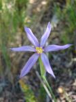 : - Solenomelus segethi