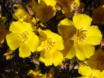 : - Balbisia microphylla