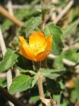 : - Mentzelia scabra subsp. chilensis