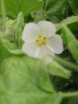 : - Cristaria integerrima