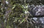 : - Megalachne berteroniana