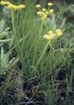 : - Lomatium triternatum