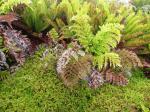 : - Myrteola nummularia