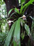 : - Chondrorhyncha picta