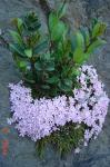 : - Ourisia microphylla