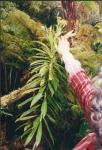 : - Robinsonia thurifera