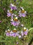 : - Schizanthus tricolor