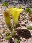 : - Exodeconus flavus