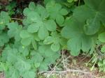 : - Tropaeolum ciliatum