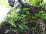 : - Urtica glomeruliflora