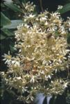 : - Drimys winteri var. chilensis