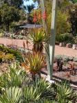 :-Aloe lineata