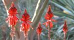 : - Aloe ukambensis