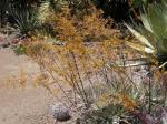: - Deuterocohnia schreiteri