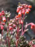: - Echeveria amoena