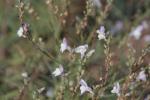 Gestreiftes Leinkraut - Linaria repens