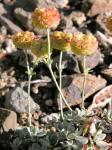 : - Eriogonum siskiyouense