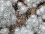 : - Mammillaria geminispina