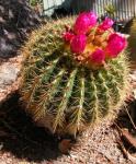 : - Parodia herteri