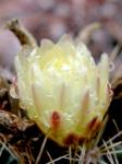 : - Parodia langsdorfii