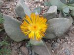 : - Pleiospilos bolusii