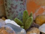 Adromischus marianiae - Adromischus marianae