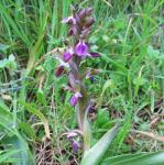 : - Anacamptis collina