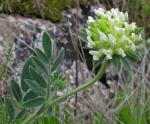 : - Anthyllis vulneraria subsp. reuteri