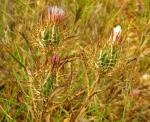 Gitter-Spindelkraut - Atractylis cancellata