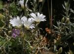 : - Cerastium gibraltaricum