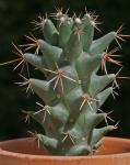 : - Coryphantha octacantha