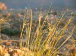 : - Oryzopsis hymenoides