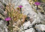 Falscher Schlüpfsame - Crupina crupinastrum