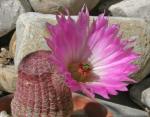 : - Echinocereus rigidissimus subsp. rubispinus