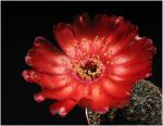 : - Echinopsis saltensis