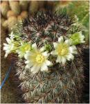: - Mammillaria microhelia