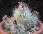 : - Escobaria emskoetteriana