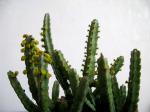 : - Euphorbia debilispina