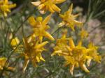 : - Genista umbellata