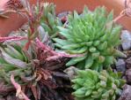 : - Graptopetalum saxifragoides